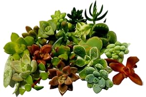 FAT PLANTS SAN DIEGO 15 Mini Assorted Live Succulent Cuttings, No 2 Succulents Alike, Great for Terrariums, Mini Gardens, and as Starter Plants. Live Succulents Plants for DIY Projects and Home Decor