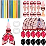 Libima 24 Sets Lung Model Respiratory System Model