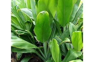 DISCOUNT HAWAIIAN GIFTS HAWAIIAN GREEN TI LEAF PLANT 2 LOGS ~ GROW HAWAII