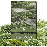 Outsidepride Irish Moss Ground Cover Seeds - 10000 Pcs Perennial Low Growing, Mat-Forming Lawn Alternative, Outdoor Ground Cover Seeds with Shade Tolerance, Ideal for Pathways and Rock Gardens