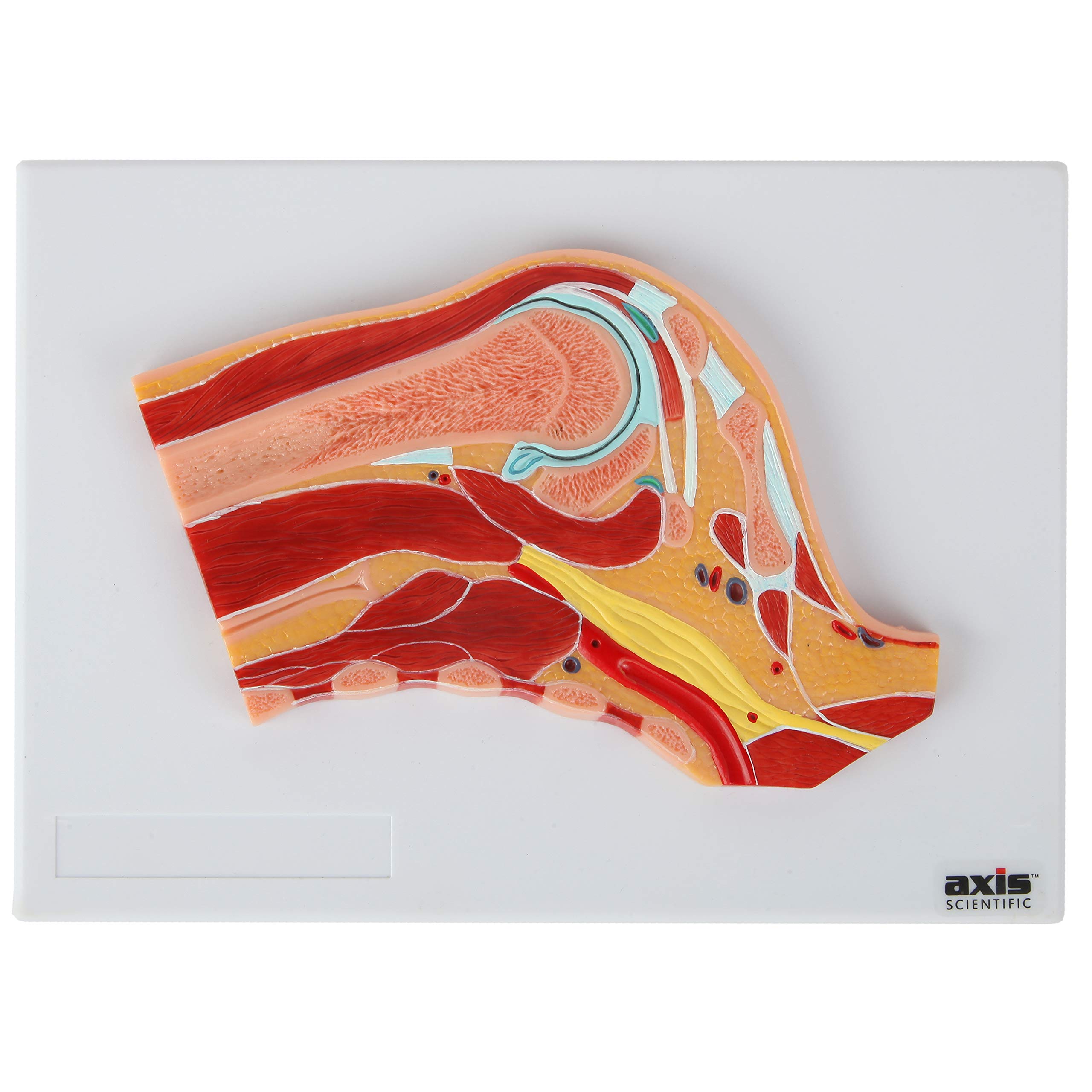 Axis Scientific Life Size Shoulder Joint Cross Section Anatomy Model Human Body Replica of Shoulder, Includes Product Manual, Students Medical Professionals Professors Display