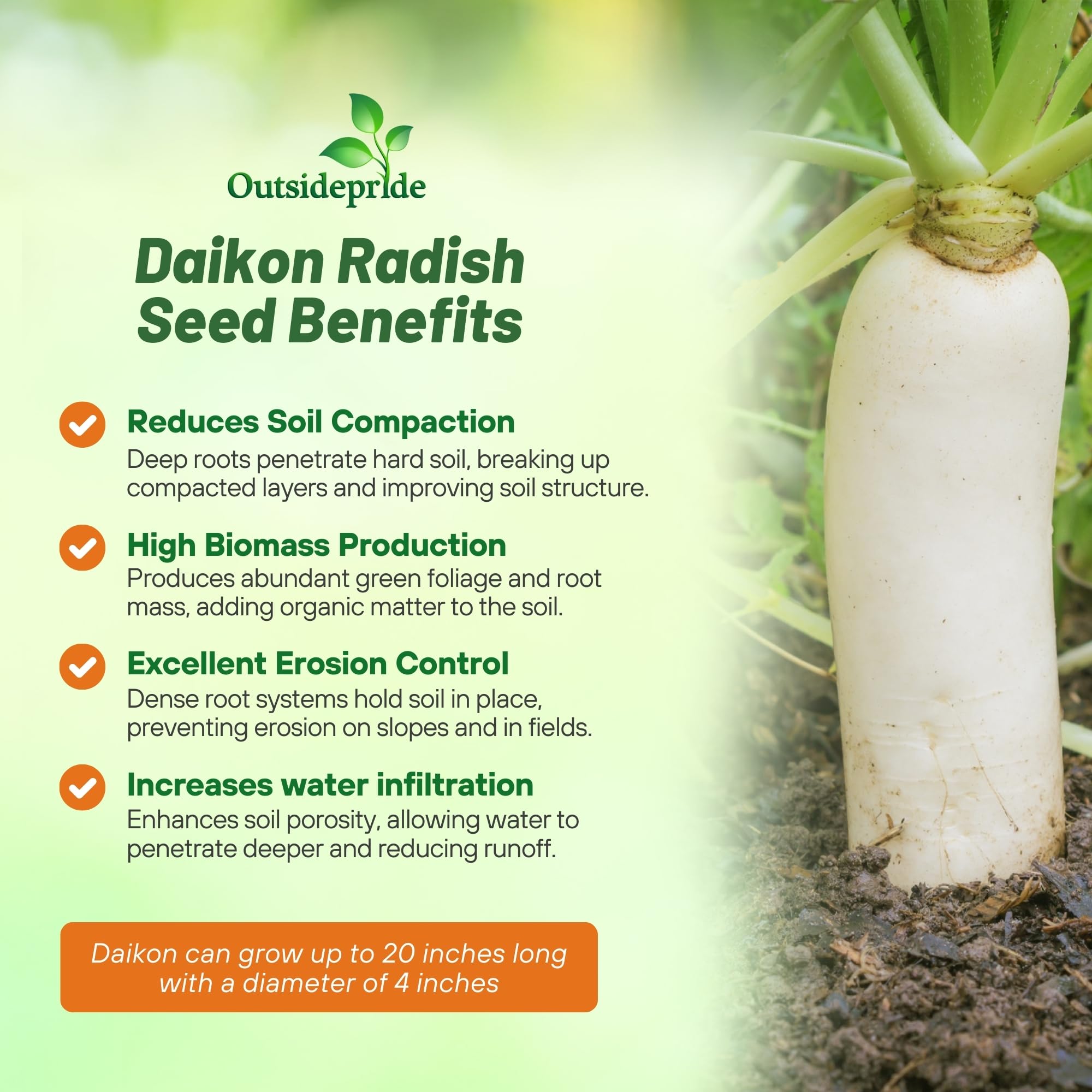Daikon Radish Seed - 50 lb bag | MBS Seed