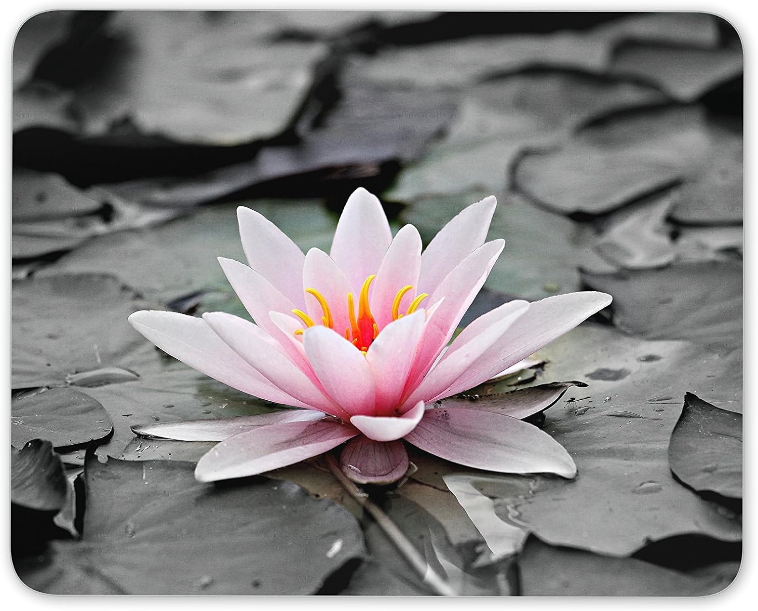 Destination Vinyl Ltd Pretty Pink Water Lillie Mouse Mat Pad - Flower Lilly Mum Gift Computer #13117, Multicolor