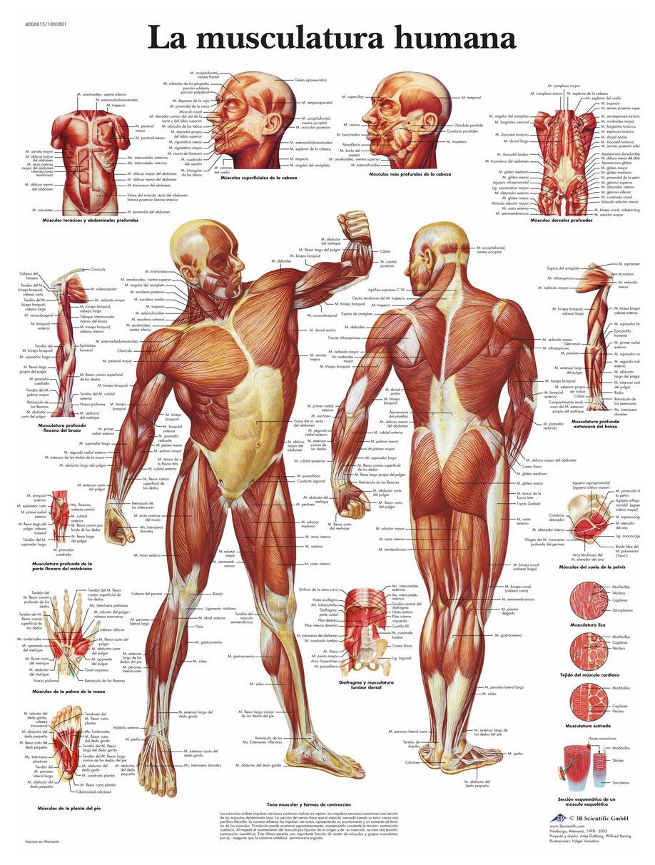 3B Scientific – Laminated Spinal Nerves Chart – UV & Dust-Protected Anatomy Poster for Study, Teaching & Clinics