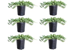 PLANTS BY MAIL Blue Rug Juniper (2.5 Quart x 6) 6-Pack - Evergreen Shrubs Ground Cover Live - Dwarf Ornamental Conifer Shrub with Blue Green Foliage Drought Tolerant