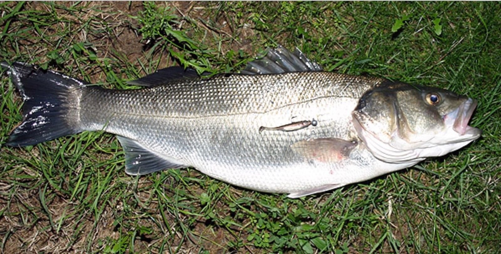 Flush-J 2 Lure