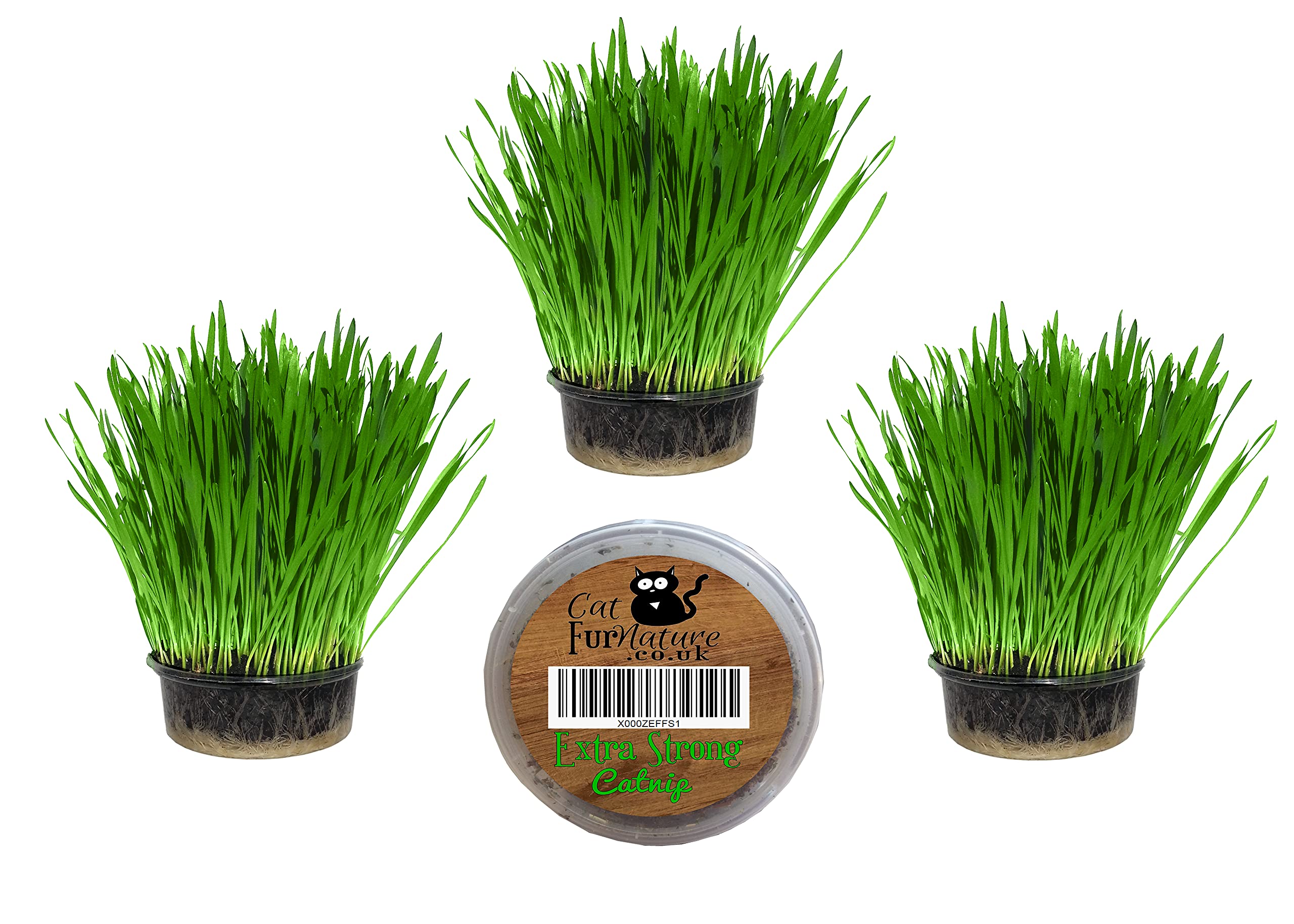 Cat Grass Kits x3 and Extra Strong Catnip x1 By Cat FurNature