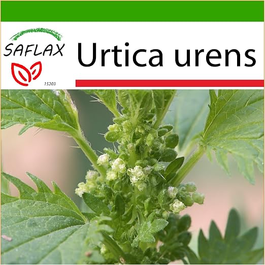 SAFLAX - Ortiga menor - 150 semillas - Con sustrato estéril para ...