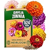 HOME GROWN Zinnia Dahlia Seeds, 524 Seeds, Zinnia elegans | High Germination, Heirloom, Non-GMO | 524 Seeds | Vibrant Blooms | Outdoor | Pollinator Gardens | Borders &amp; Containers