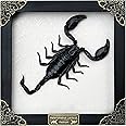 Real Framed Scorpion Handmade White Wooden Frame Shadow Box Dried Insect Taxidermy Dead Bug Taxidermy Specimen Display Wall Art Decoration K16-51-TR