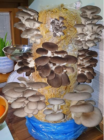 Foragers Table Mushroom Growing Kit XL 1 Meter Mixed Log Voucher Included