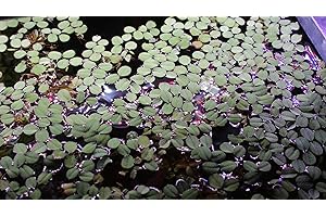 G’Z 12 Water Spangles (Salvinia Minima), Live Aquarium/Aquatic/Floating/Pond/Freshwater Plant by G&Z