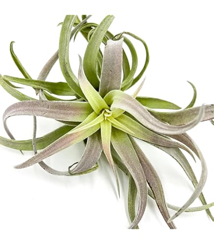 Amazon.com : Tillandsia Cyanea Pink Quill Air Plants House Plants