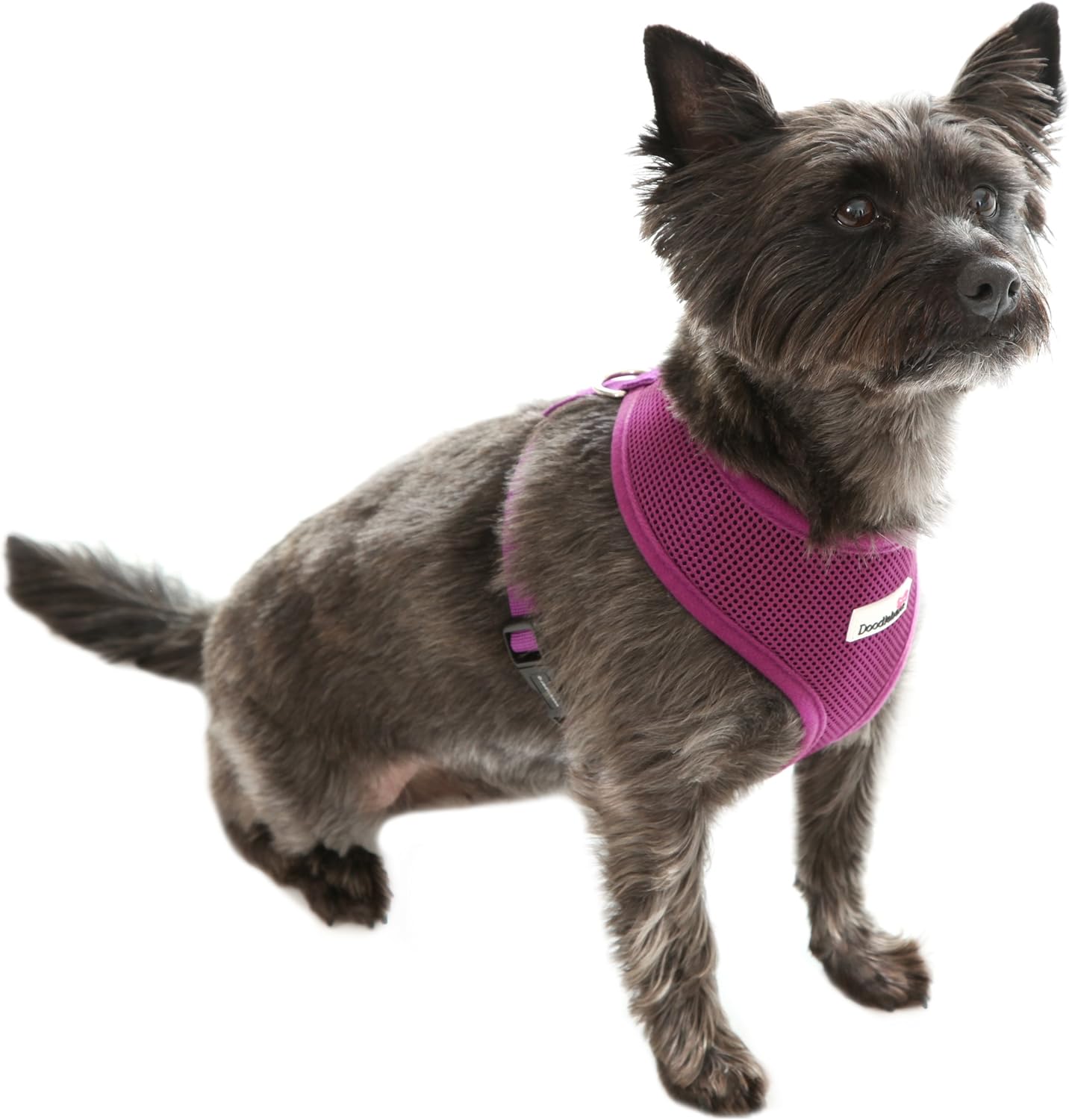 doodlebone dog collars