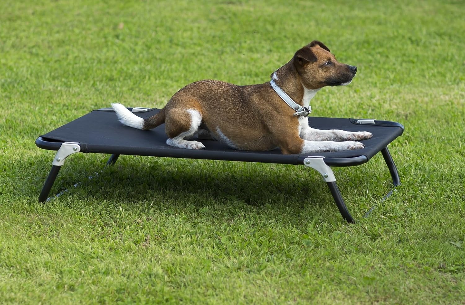 foldable elevated dog bed