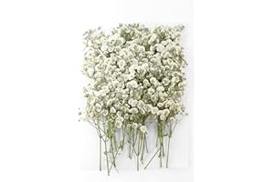 48PCS Dried pressed Babys Breath Flowers Bulk, YouthBro Real Nature Ivory White Gypsophila Branches Bouquet for Resin Invitations Wedding Art Craft DIY Card Making