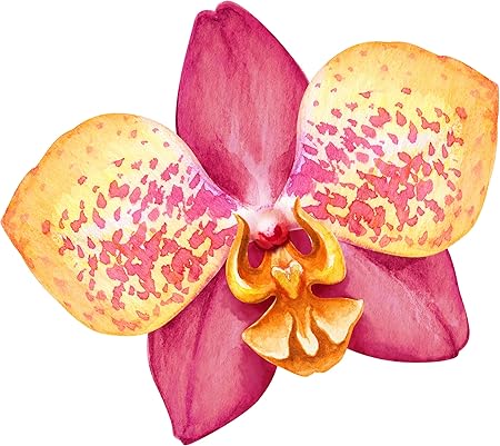 Amazon 美しいエキゾチック ハワイアンオーキッドフラワー 水彩イラスト 漫画 ビニールステッカー All Sizes ステッカー デカール 車 バイク