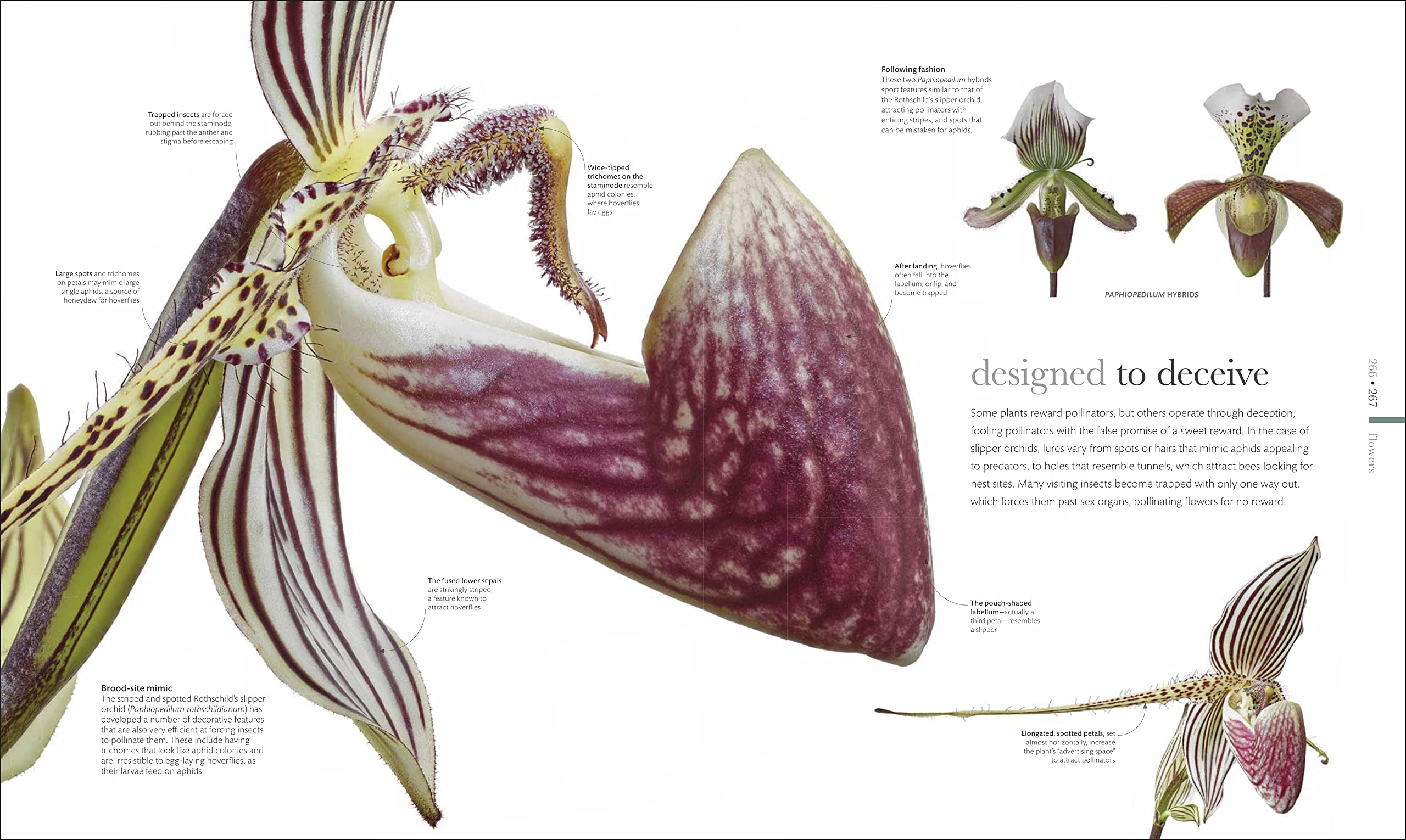 The Science of Plants: Inside Their Secret World (DK Secret World Encyclopedias)