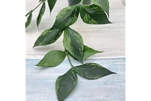 3EXOTICGREEN Hoya polyneura (Fishtail Hoya) – Rare Exotic Wax Plant | 4″ Fully Rooted Live Indoor Houseplant | Unique Veined Fishtail Leaves | Easy-Care Tropical Vining Plant for Home or Office