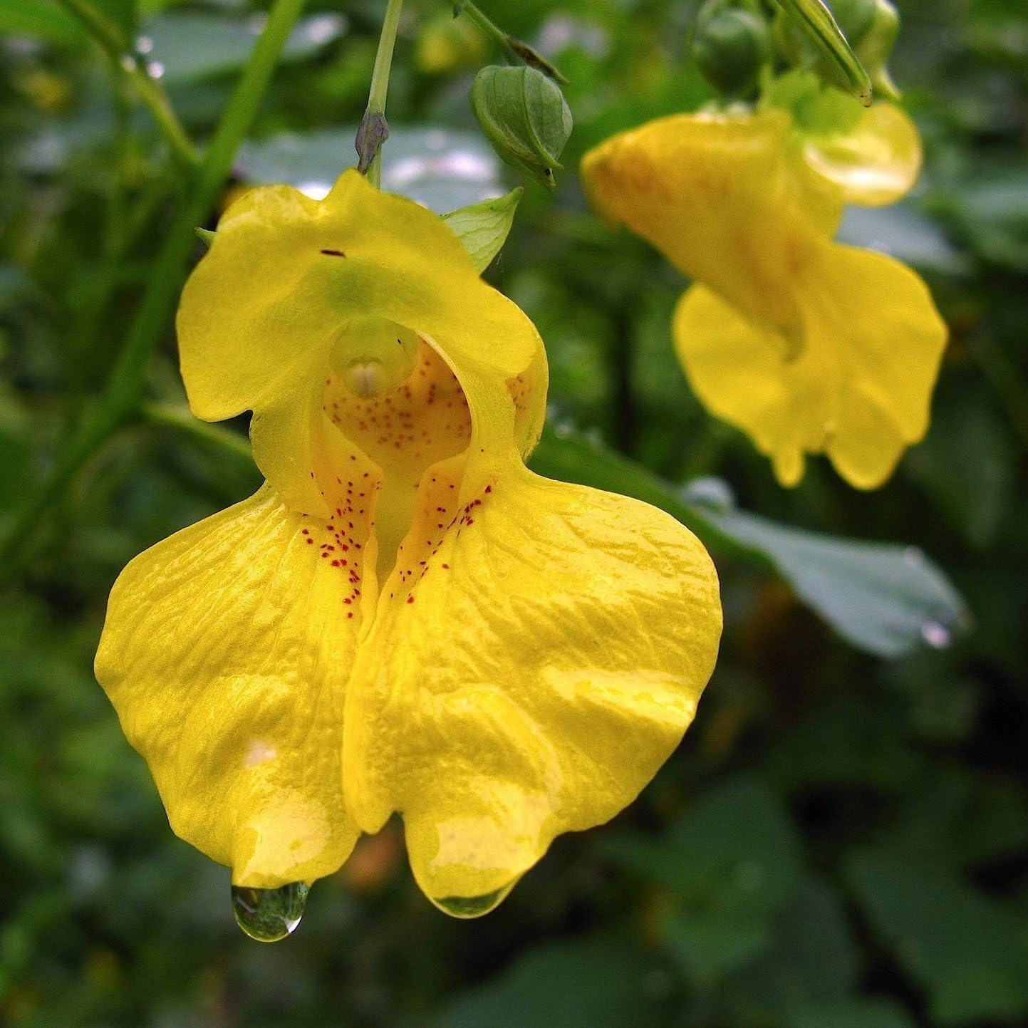 Yellow Jewelweed Seeds (Impatiens pallida) Packet of 10