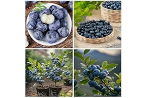Blueberry Bush Seeds for Planting, 500+ Non-GMO Fruit Seeds for Small Garden Border, Home Outdoor