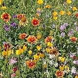 Outsidepride Southwest Wildflower Seed Mix - 1/4 LB