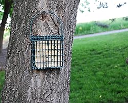 Suet Plus Bird Suet Cake 12 Pack of 11 oz Suet
