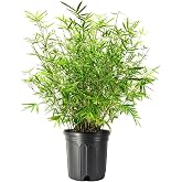 Golden Goddess Hedge Bamboo Plant | 1 Extra Large Trade 3 Gallon Plant | Bambusa Multiplex | Live Non-invasive Clumping Screening