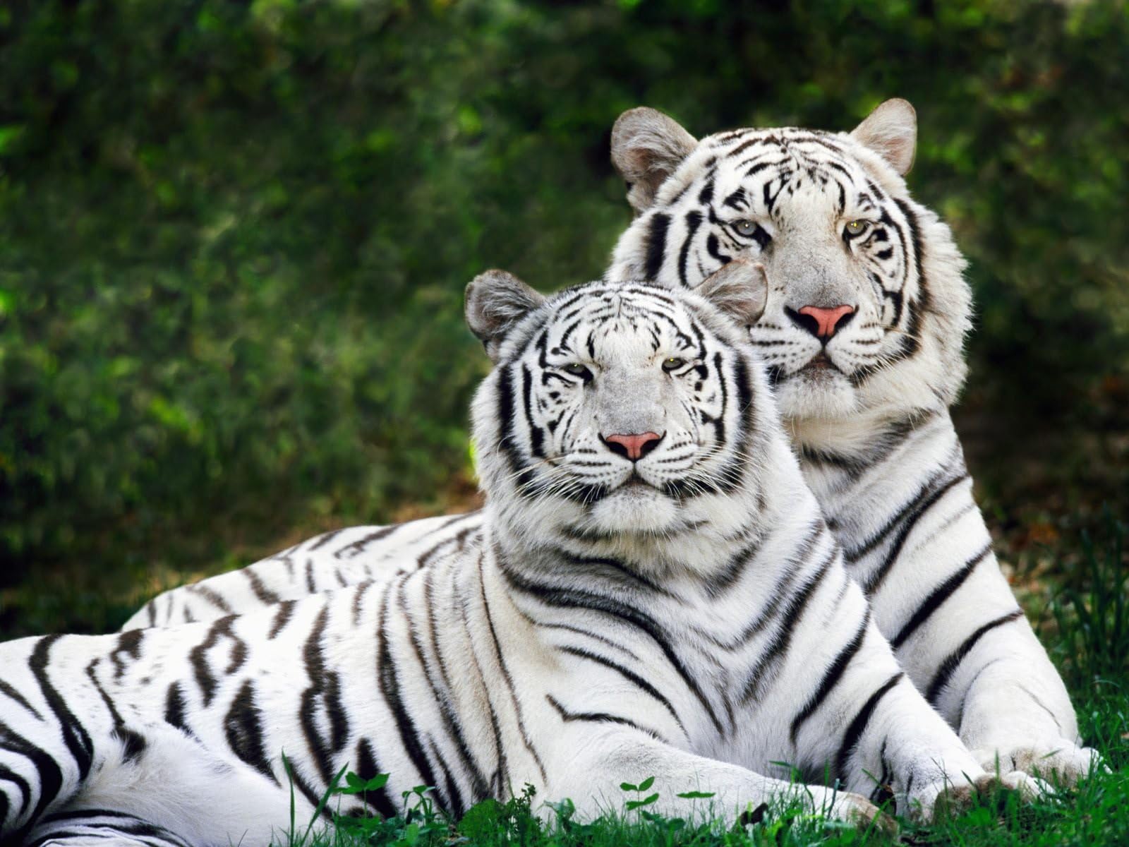 White Tigers A3 Photo Picture Print 16 x 11 Poster ready to place in off the shelf frames, r, beautiful canvas textured paper poster