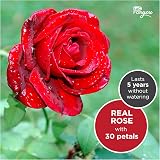 LAC Eternal Rose with I Love You Necklace - Gift for Her, Mum, Anniversary view 6