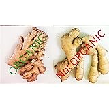 Fresh Organic Ginger (16 Ounces)
