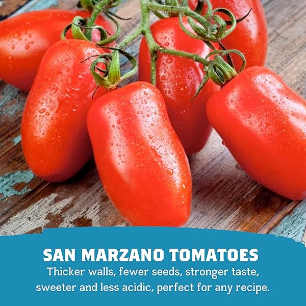 CENTO ORGANIC CERTIFIED SAN MARZANO WHOLE PEELED TOMATOES, 28 OZ CANNED PLUM TOMATOES IN THICK PUREE WITH BASIL, GROWN AND PROCESSED IN ITALY
