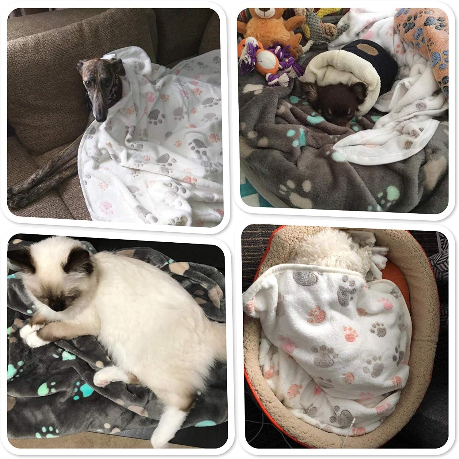 Allisandro 350 GSM-Super Soft and Premium Fuzzy Flannel Fleece Pet Dog Blanket, The Cute Print Design Washable Fluffy Blanket for Puppy Cat Kitten Indoor or Outdoor, White, 39" x 31" : Pet Supplies