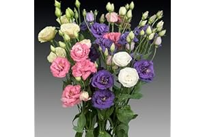 WIVOLIBE Lisianthus Flower Seeds for Planting - 200 Annual Lisianthus Mixed Double Flower Seeds Non-GMO Lisianthus Seeds