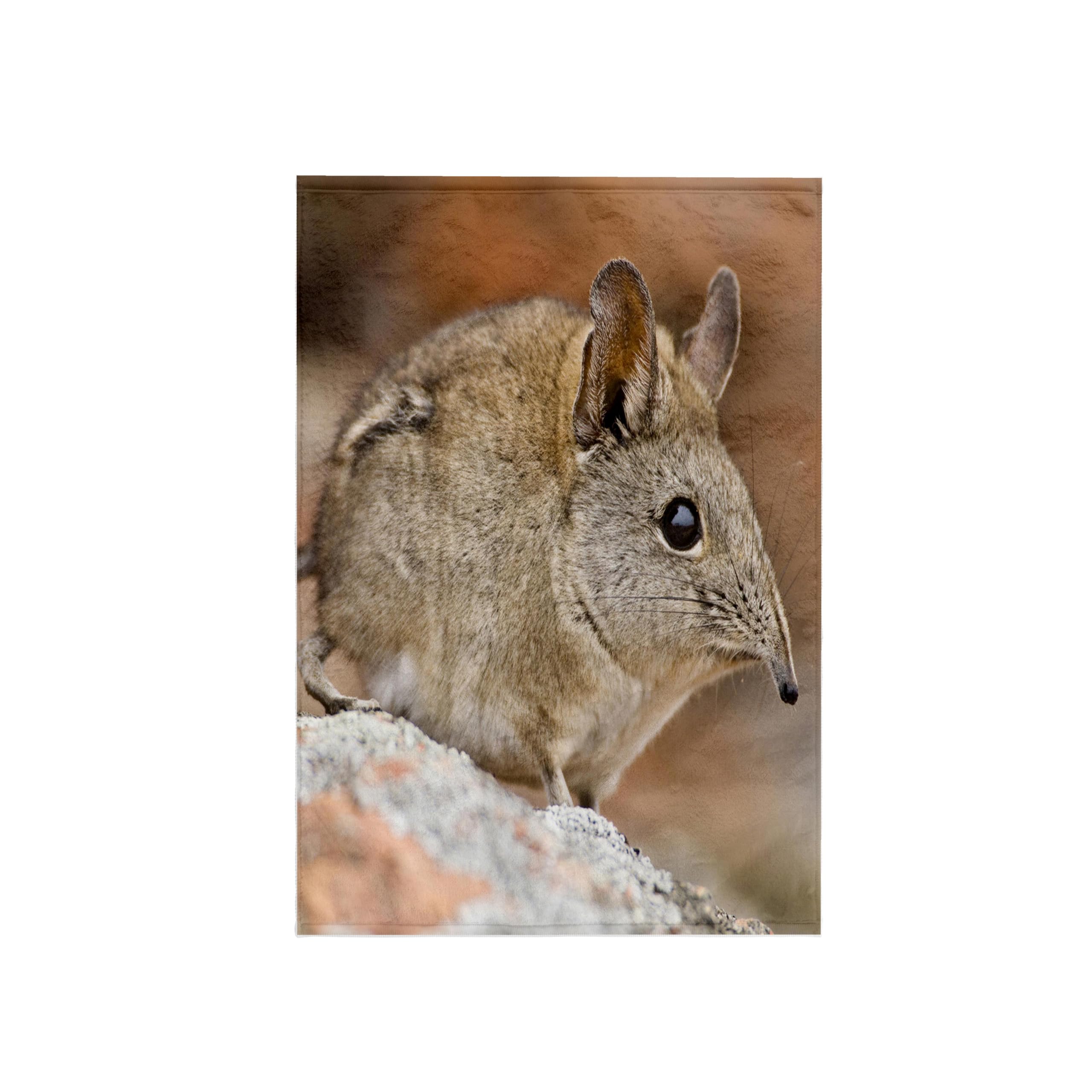 3dRose Cape Elephant Shrew, Bushman's Kloof, South Africa-Af42 Rbe0003, Ralph H/Bendjebar Towel, White, 15 x 22-Inch