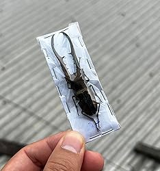 Real Stag Beetle Specimen Taxidermy Artwork