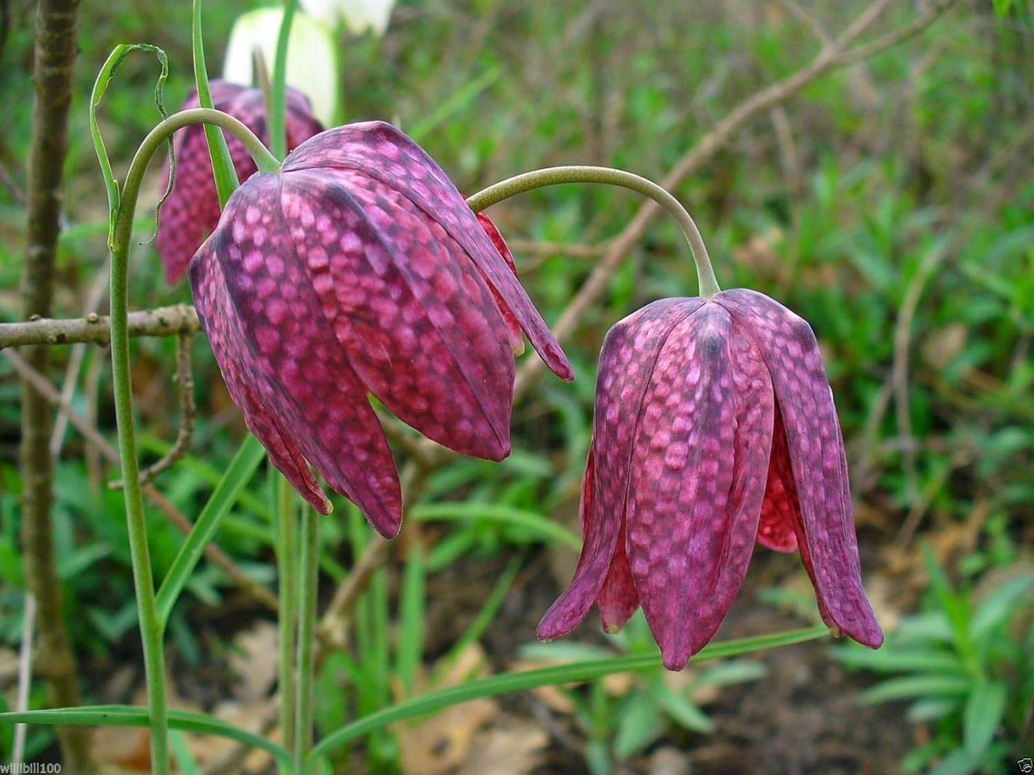 Amazon Com Fritillaria Meleagris 10 Seeds A K A Snakes Head Fritillary Leper Lily Kitchen Dining