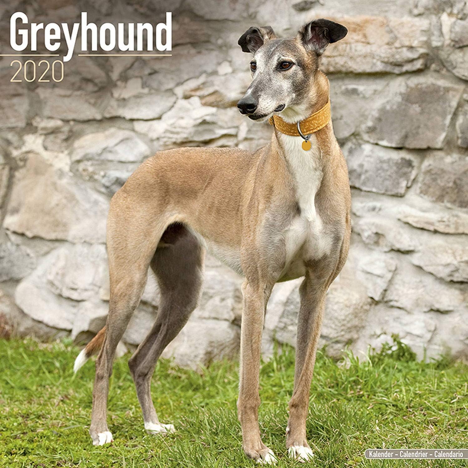 Amazon Com Greyhound Calendar 2020 Dog Breed Calendar Wall