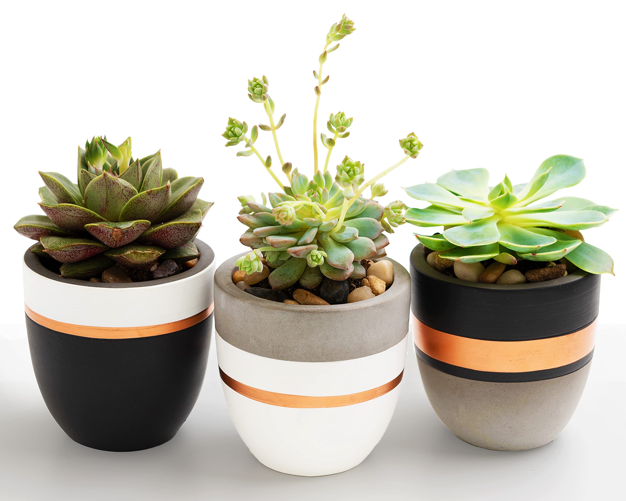Photo 1 of PASENITY Hand Painted Indoor Plant Pots, Set of 3 Modern Cement Succulent Pots with Drainage, Best Planters for Cactus, Herbs, Great Office & Home Gift Idea (Plants NOT Included), 3.5 Inch