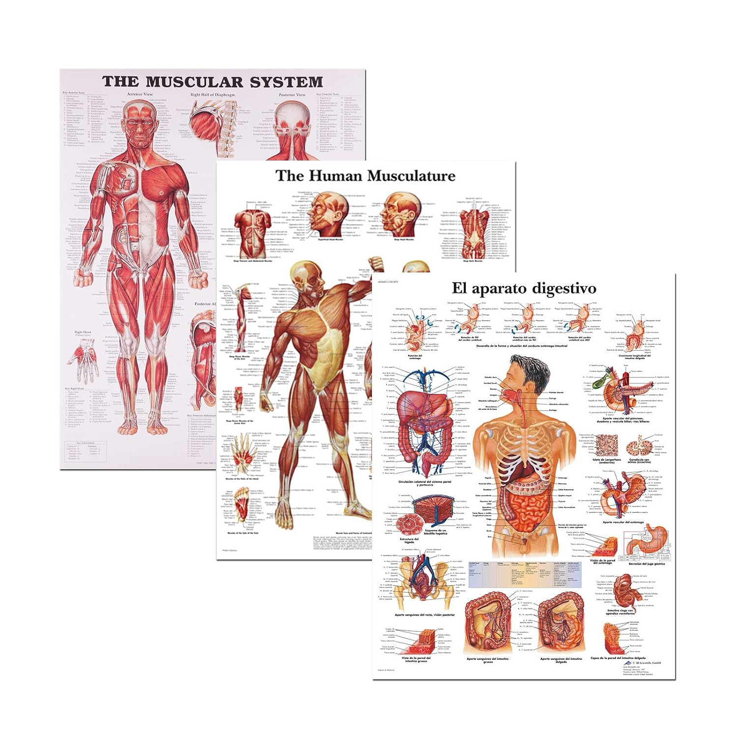 Wall Poster Muscular System,3 Muscular & Skeletal System Anatomical ...