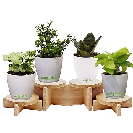 Leafy Tales Set of 4 Air Purifying Plants Combo- Golden Money Plant, Dwarf Syngonium, Button Jade & Sansevieria Green in White Plastic Pot| Air Purifier Live Indoor Plant. Stands for Display only.