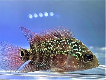 Amazon 熱帯魚 フラワーホーン ４ｃｍ １匹 東京倉庫出荷 アクアショップピラルク 観賞魚 水中生物 通販