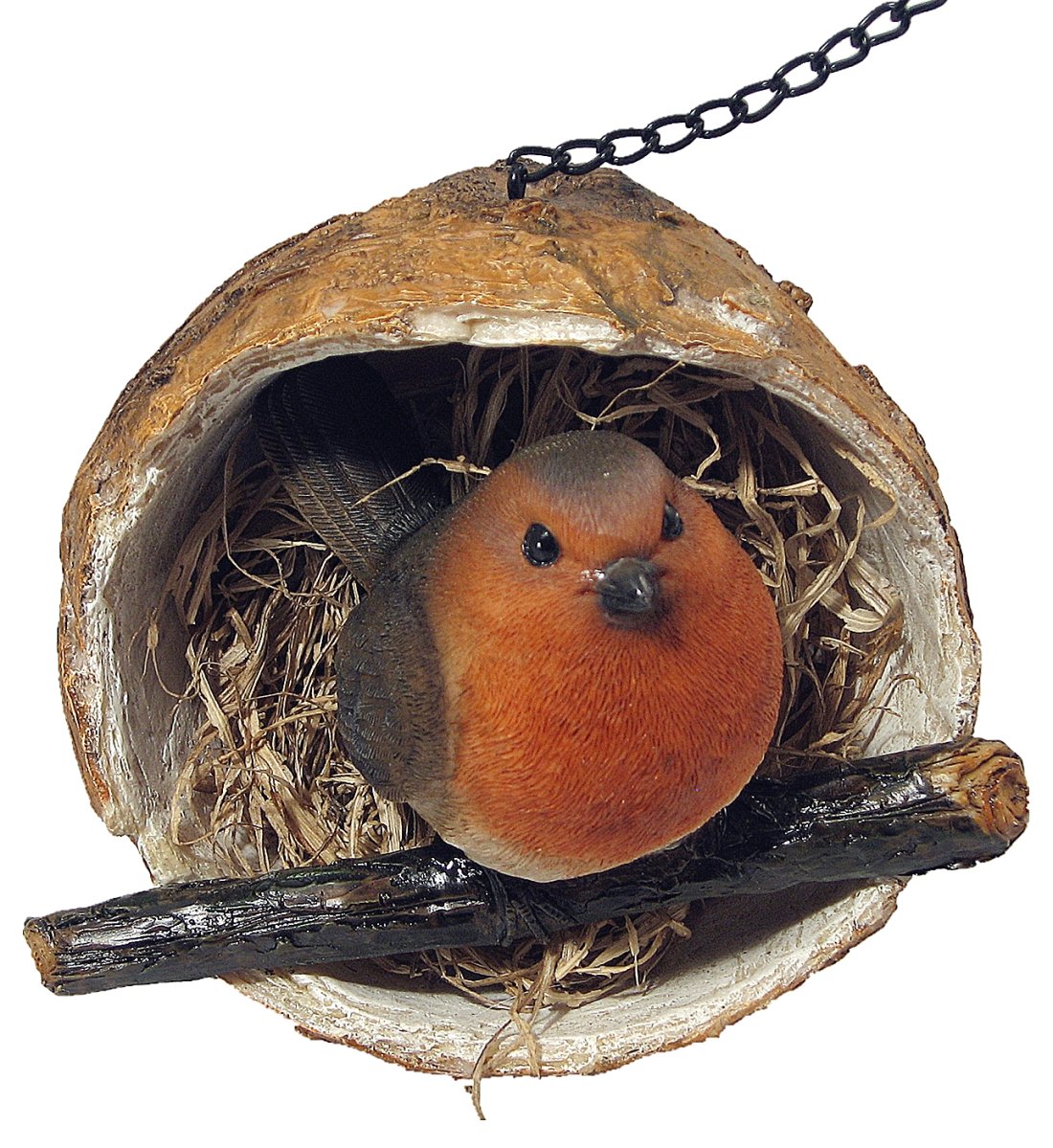 Robin in a Coconut Hanging Bird Feeder
