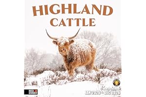 RED EMBER Highland Cattle 2026 Wall Calendar 12 Month | 12” x 24” Open | Thick & Sturdy Paper | Holiday Gift | Cow Animal Calendar 2026
