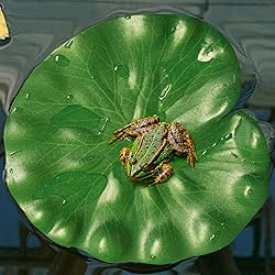 AIQINHU Artificial Lily Pads for Pond, 10 Pcs 5