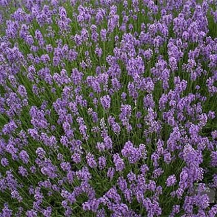 Amazon Co Jp 発芽種子 英語ラベンダーの花の種 ハーブ バルク ホーム キッチン