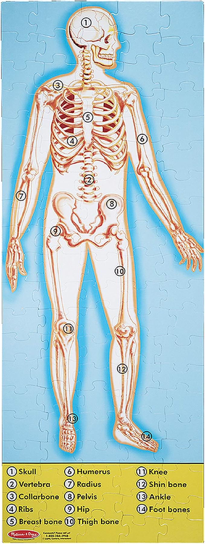 melissa and doug anatomy puzzle