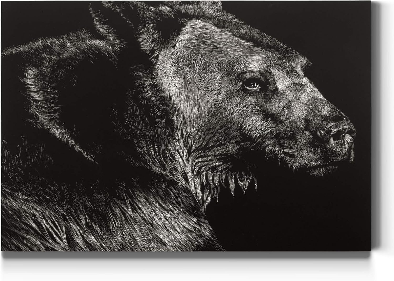 Renditions Gallery Wild Scratchboard (2) Wall Art, Serious