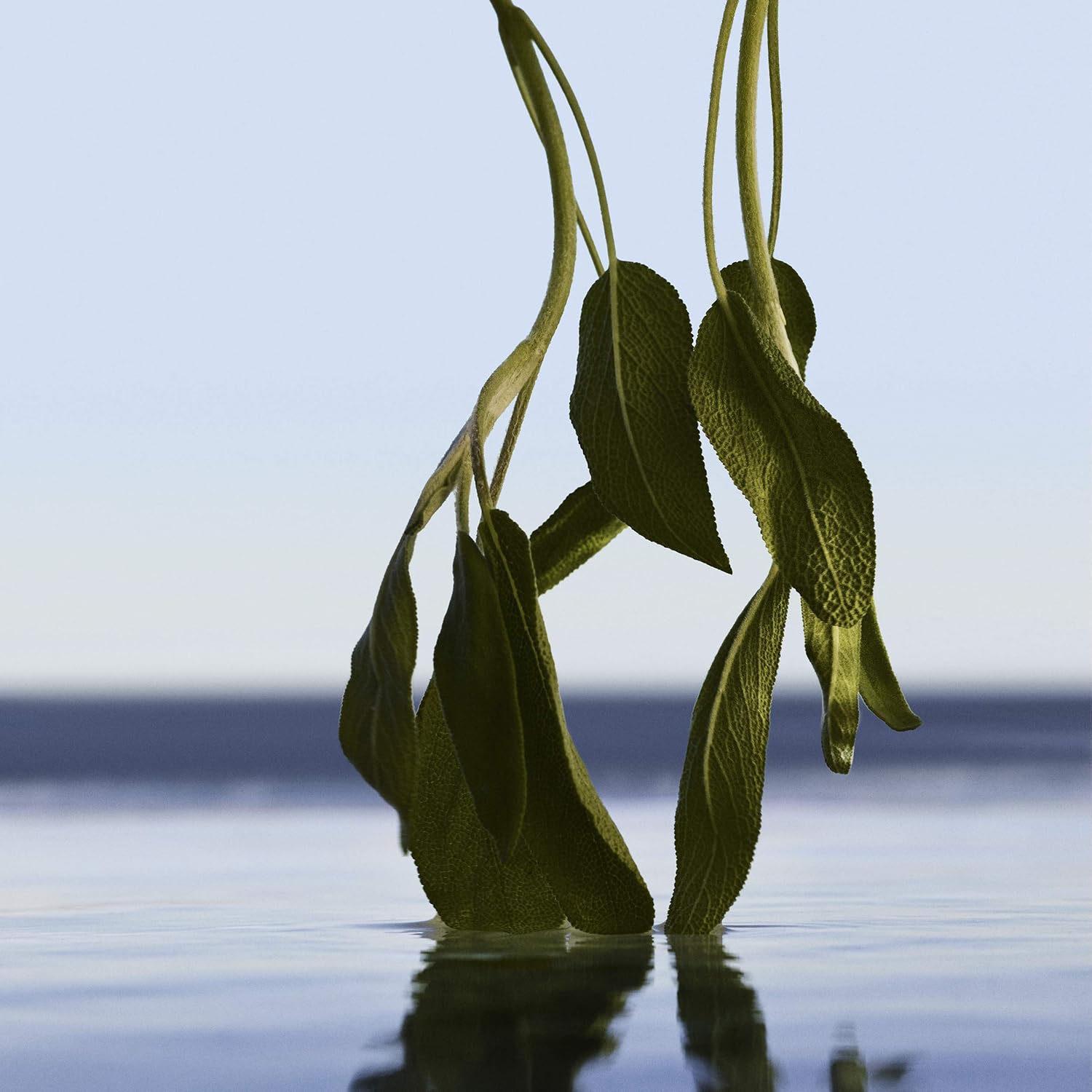 boss bottled infinite eau de parfum