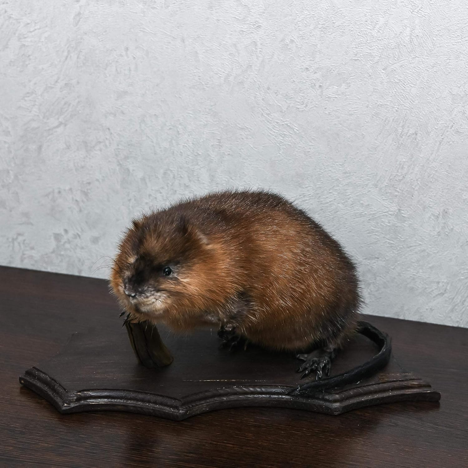 stuffed beaver taxidermy